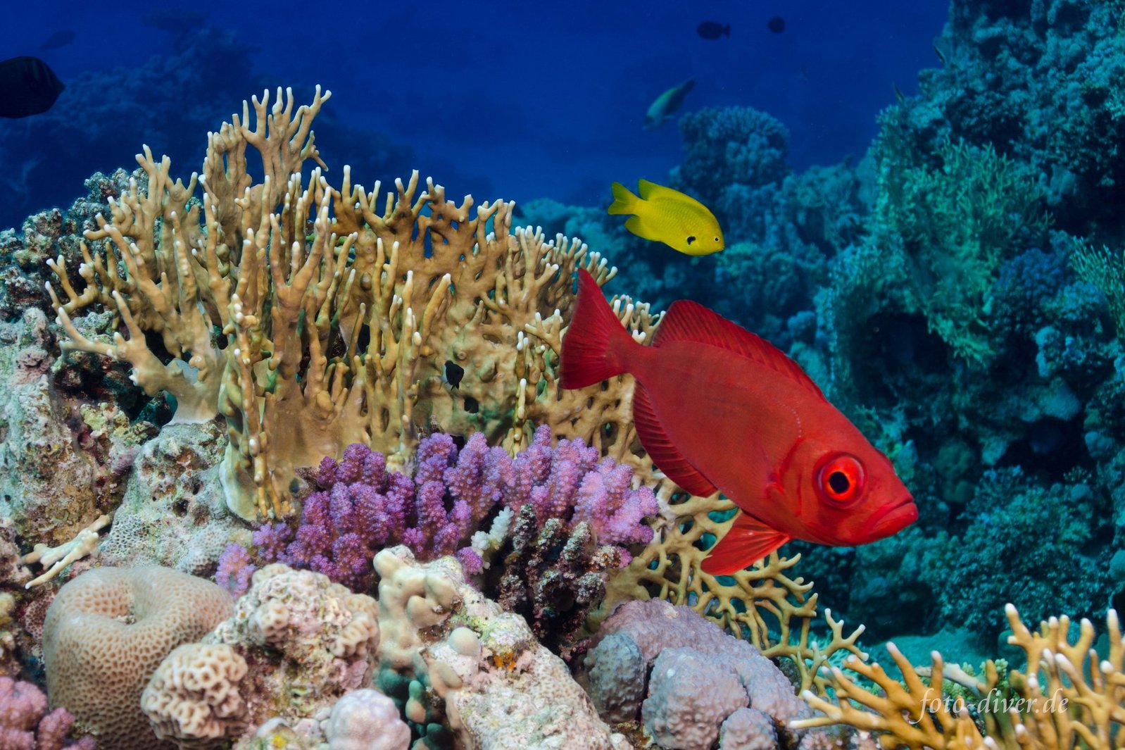 Unterwasserfoto 5